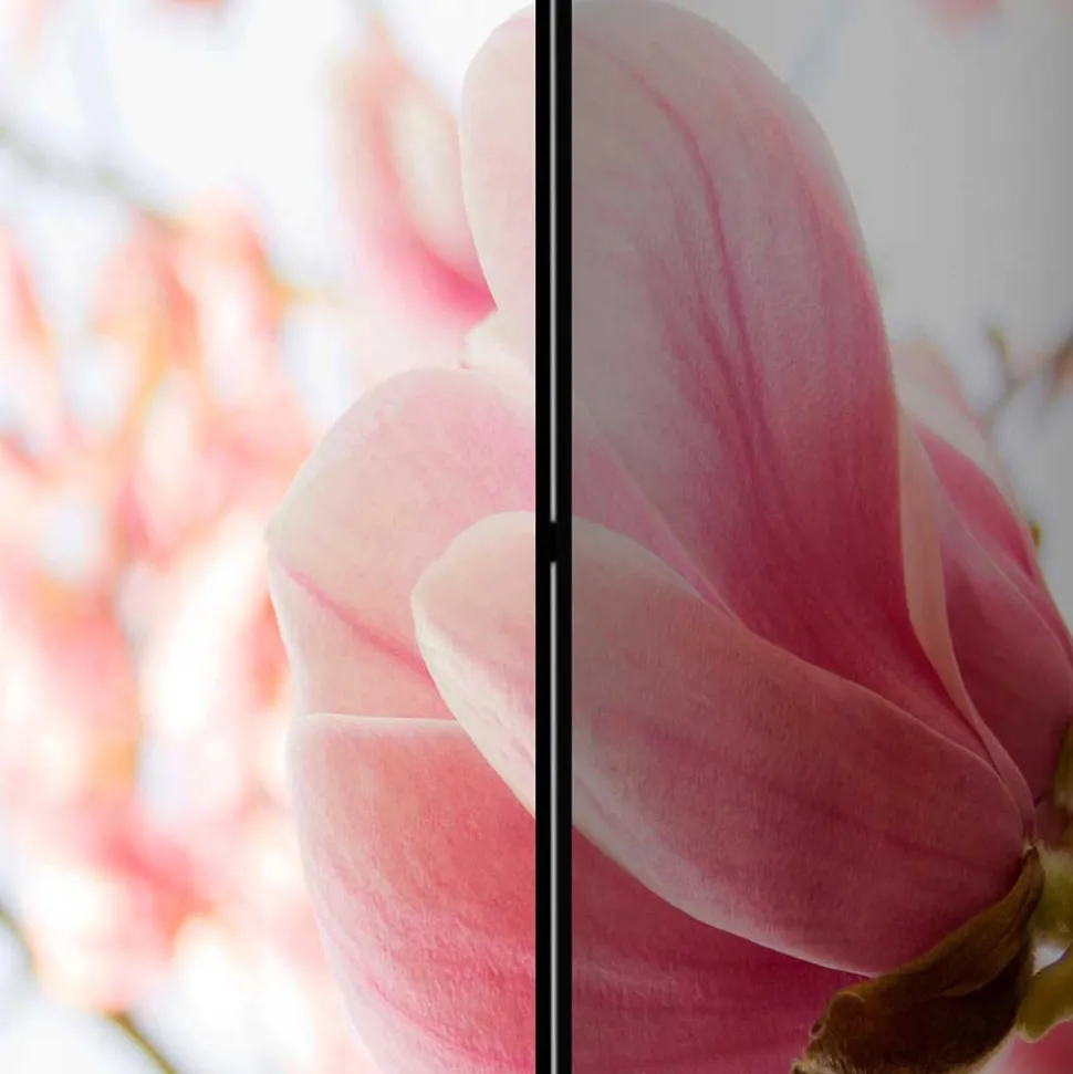 Fotodruck Paravent mit Motiv Pinke Magnolien - Amuting