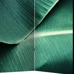 Fotomotiv Paravent mit Close Up Bananenblätter - Yanicol