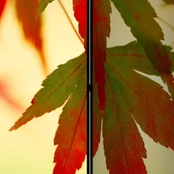 Paravent mit Fotodruck Fächerahorn Blätter - Kasaryn