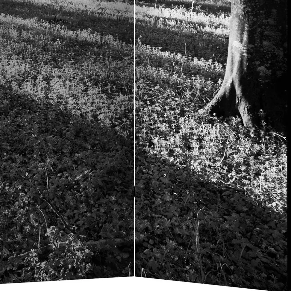 Paravent mit Schwarz-Weiss Druck Wald - Norte